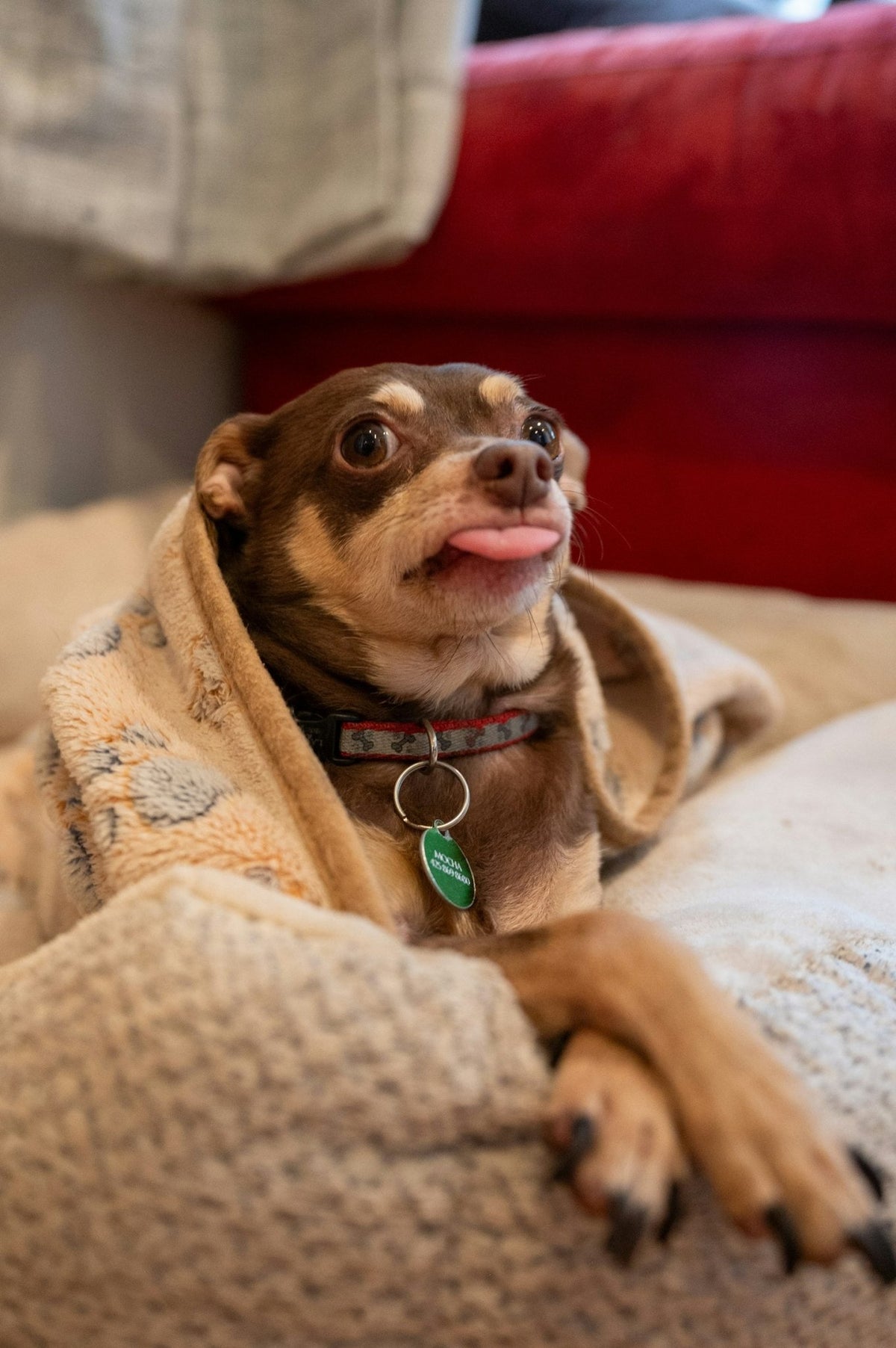 Custom Pet Portrait Blanket - OLYX-OLYX-