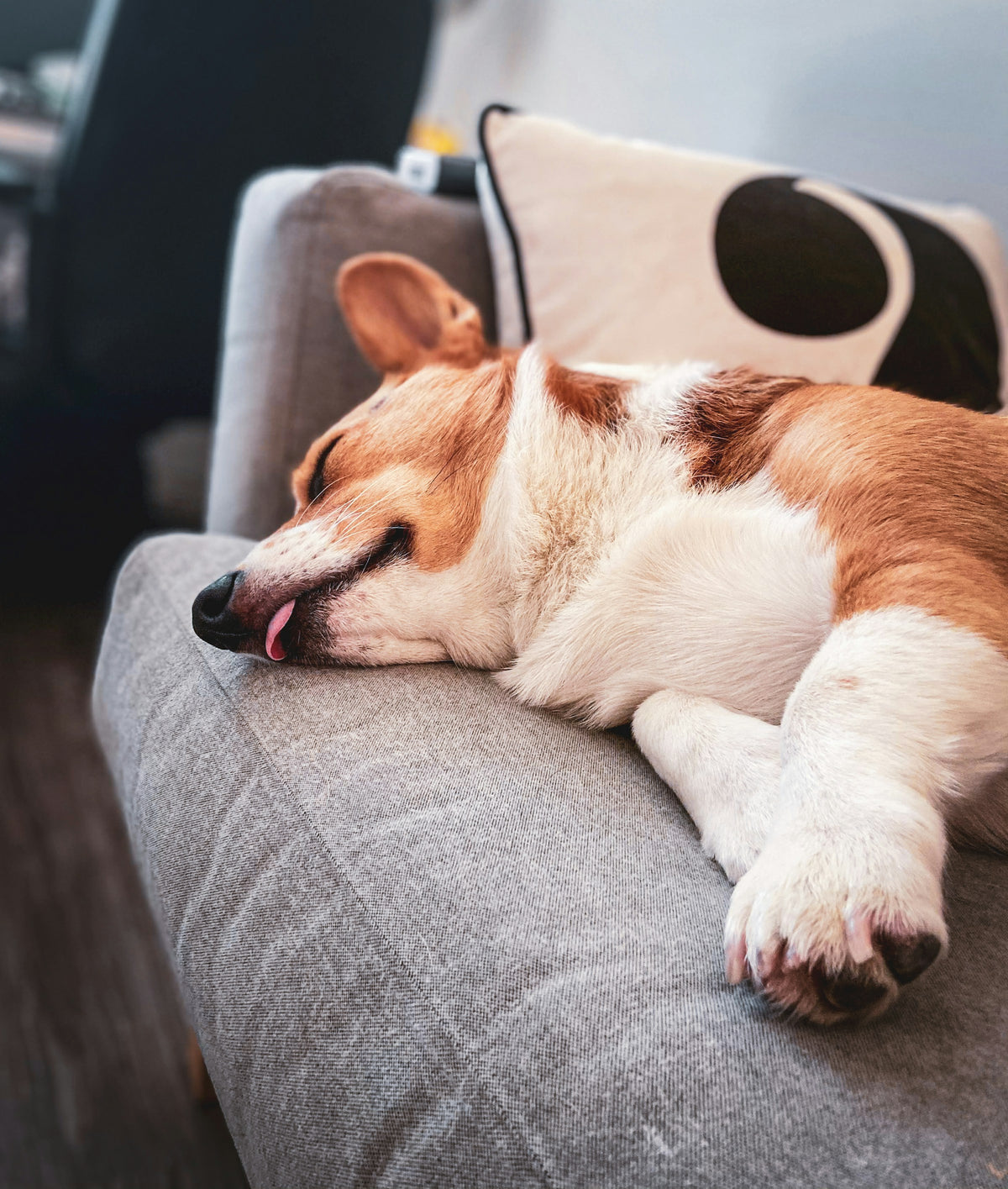 Dog relaxing on a couch - OLYX personalized gifts banner